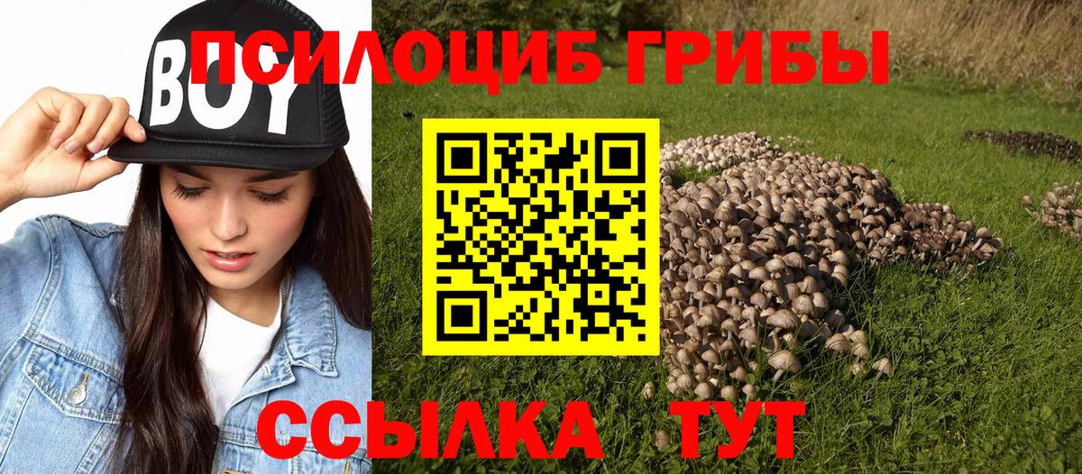 Унеча  Галлюциногенные грибы Psilocybine cubensis  Вход с VPN 
